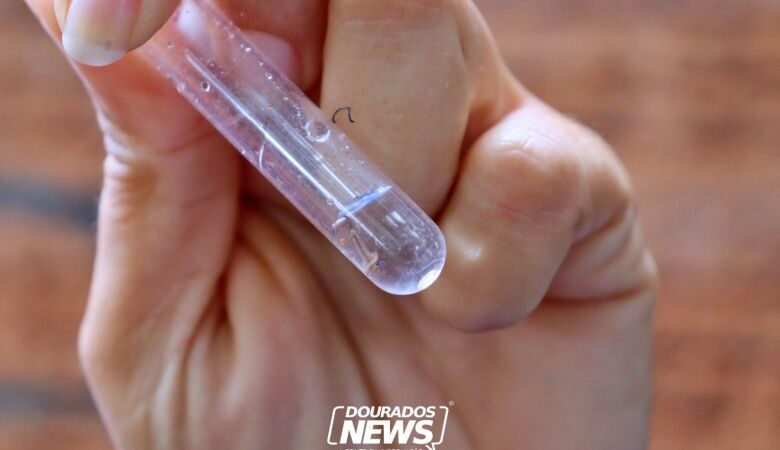 Mato Grosso do Sul vai receber vacina em projeto contra chikungunya