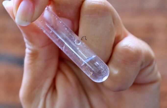 Mato Grosso do Sul vai receber vacina em projeto contra chikungunya