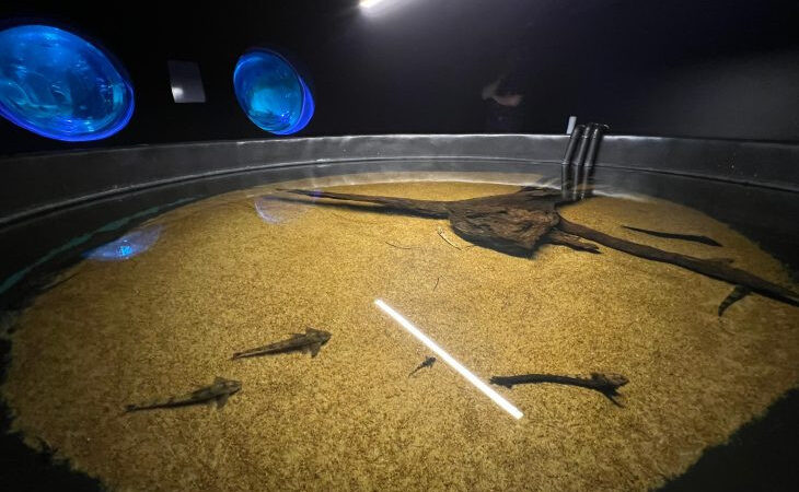 Bioparque Pantanal resgata peixes afetados pela decoada e fortalece pesquisas científicas