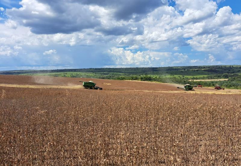 Após revisão, produtividade da soja passa de 52,8 para 61,7 sacas por hectare