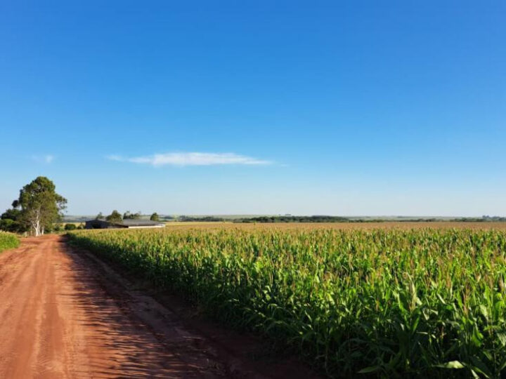 Produzir um hectare de milho custa quase R$ 5 mil em Mato Grosso do Sul
