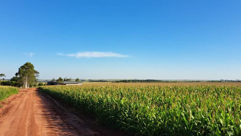 Produzir um hectare de milho custa quase R$ 5 mil em Mato Grosso do Sul