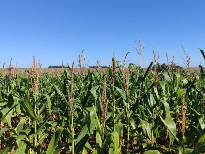 Milho segunda safra mantém cenário favorável em Mato Grosso do Sul
