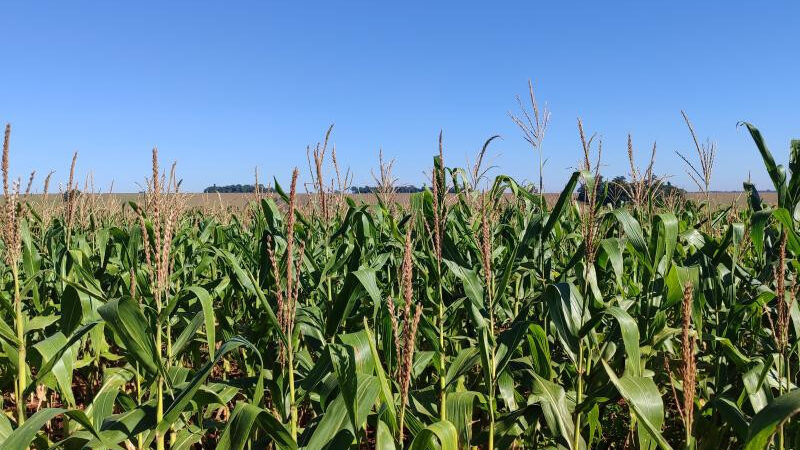 Milho segunda safra mantém cenário favorável em Mato Grosso do Sul