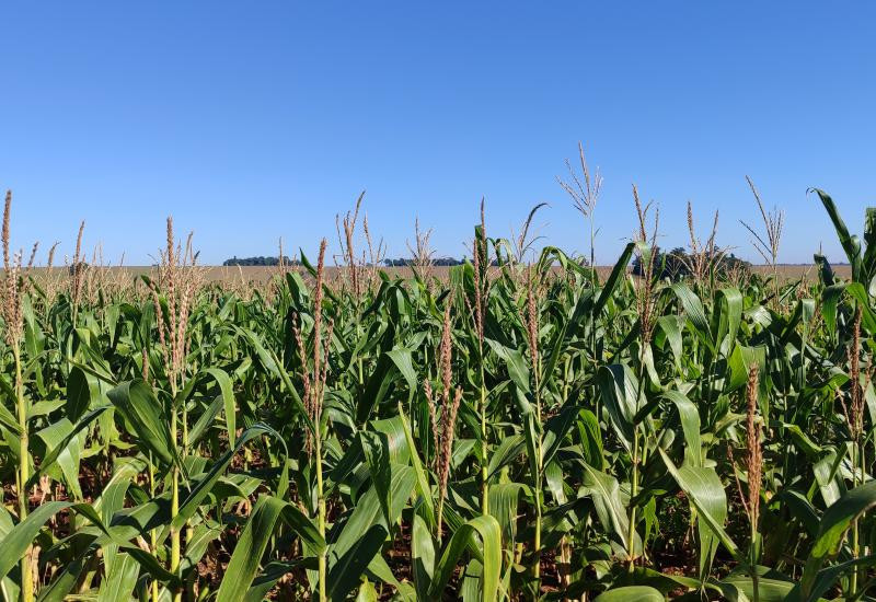 Milho segunda safra mantém cenário favorável em Mato Grosso do Sul