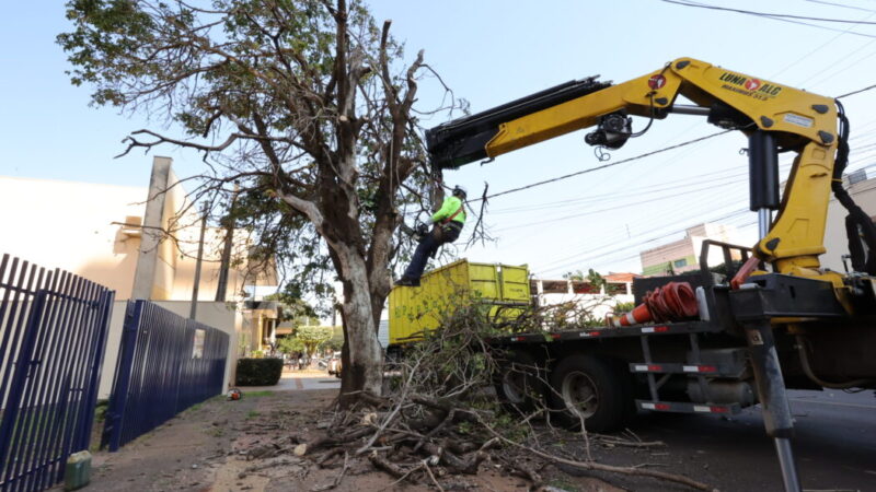 Prefeitura acelera supressão de árvores condenadas e ultrapassa mil mudas plantadas 