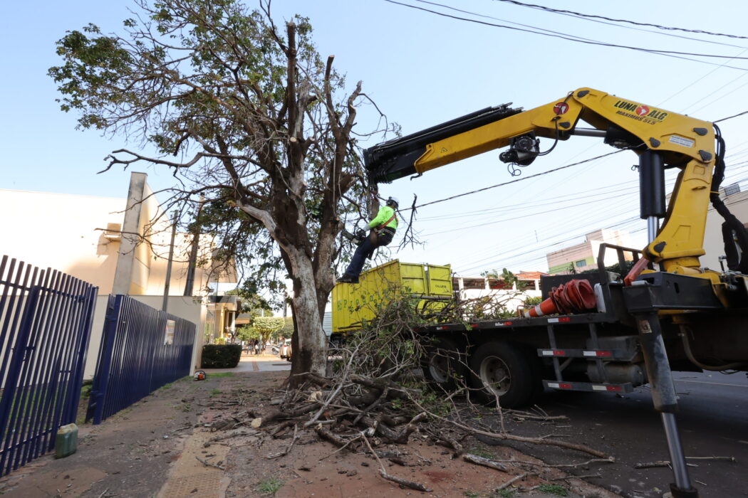 Prefeitura acelera supressão de árvores condenadas e ultrapassa mil mudas plantadas 