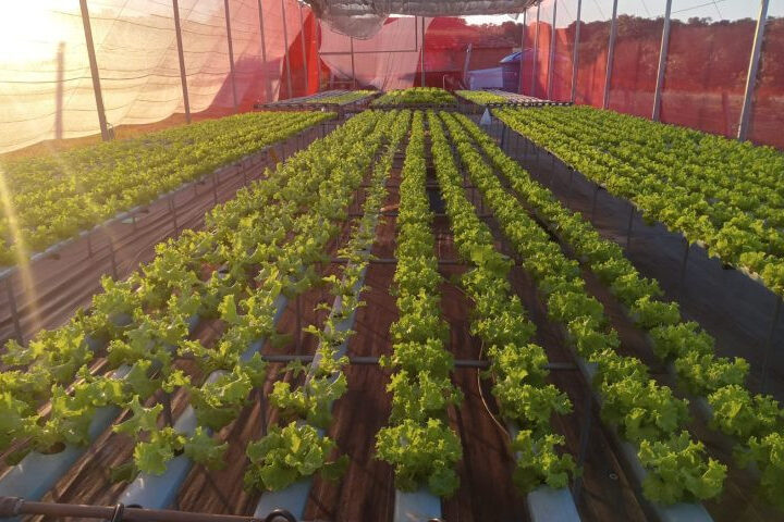Agricultores de MS geram renda e perdem o medo da tecnologia