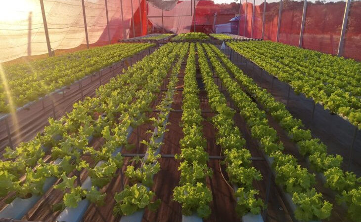 Agricultores de MS geram renda e perdem o medo da tecnologia