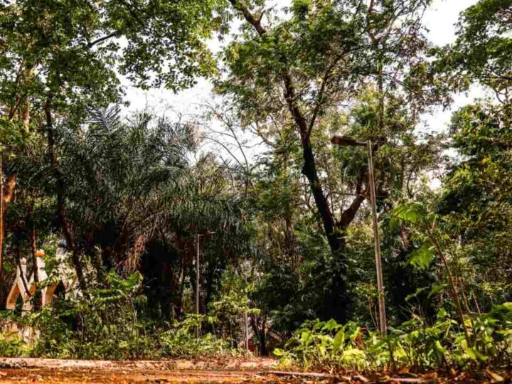 Mato Grosso do Sul mantém liderança nacional em arborização urbana