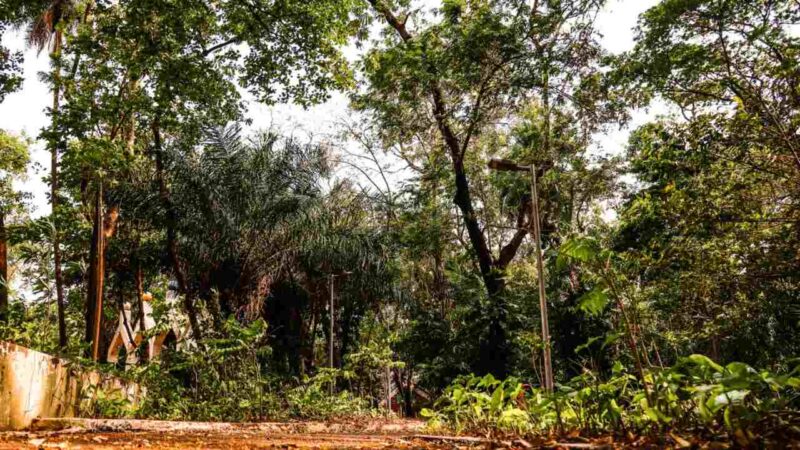 Mato Grosso do Sul mantém liderança nacional em arborização urbana