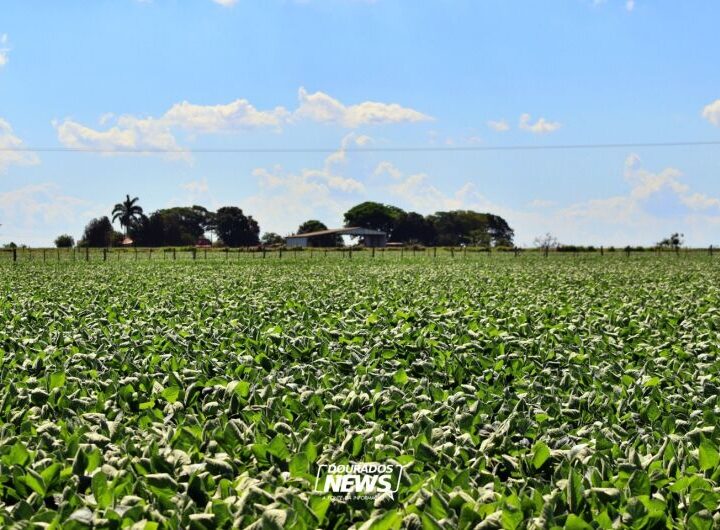 Com salários de até R$ 4 mil, IBGE abre quase 300 vagas temporárias em MS para Censo Agropecuário