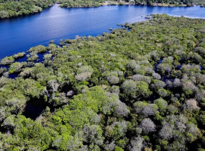 Alertas de desmatamento na Amazônia caem 35% em junho de 2026