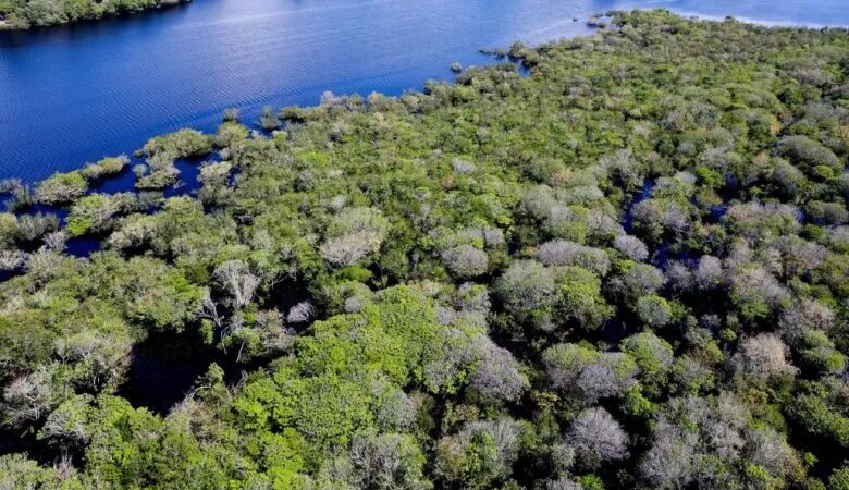 Alertas de desmatamento na Amazônia caem 35% em junho de 2026