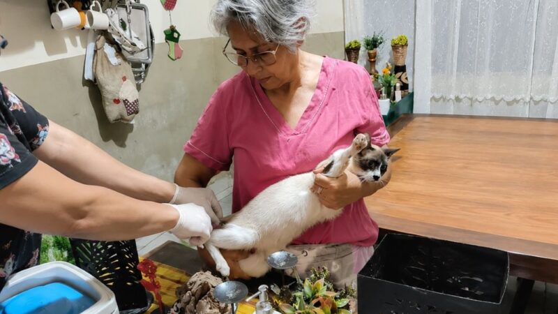 Prefeitura já vacinou quase 700 animais acolhidos por protetores e ação segue em julho
