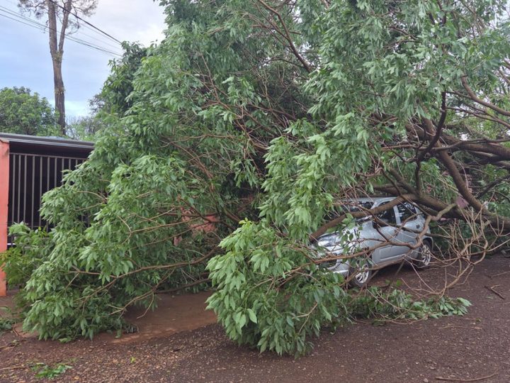 Temporal com vento de 81 km/h derruba árvore sobre veículo em Dourados