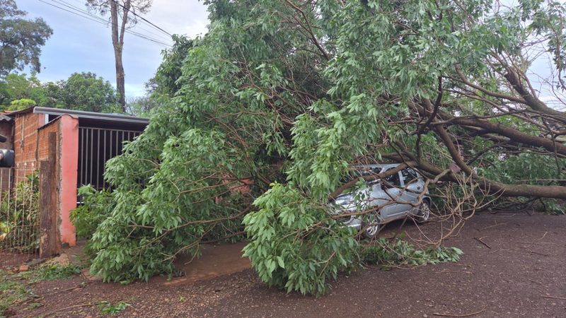Temporal com vento de 81 km/h derruba árvore sobre veículo em Dourados