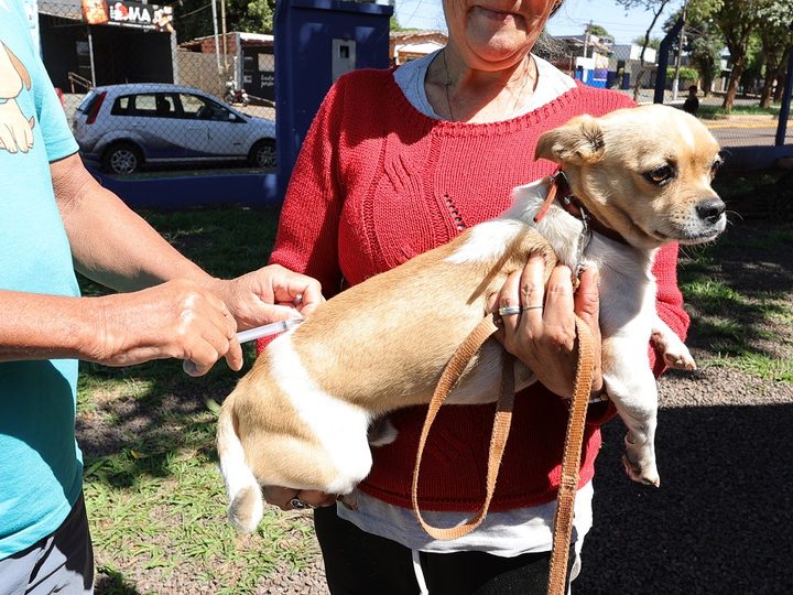 Prefeitura leva vacinação antirrábica para diversos bairros e ao Distrito de Vila Vargas