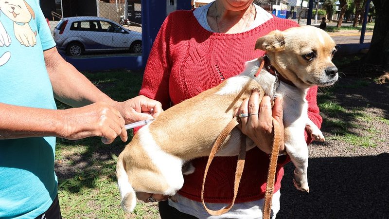 Prefeitura leva vacinação antirrábica para diversos bairros e ao Distrito de Vila Vargas