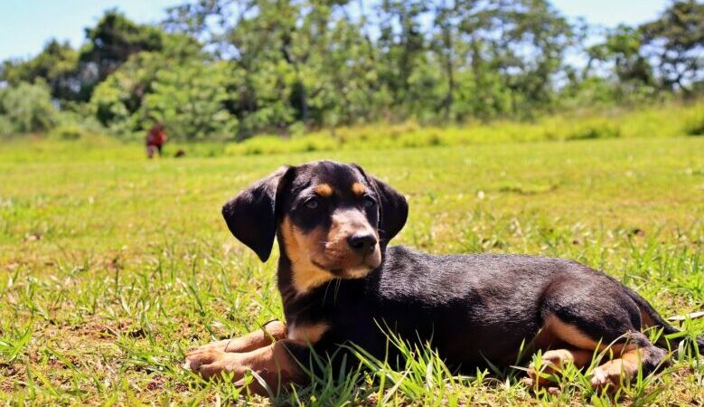 Câmara realiza Audiência Pública para debater a proteção e o bem-estar animal
