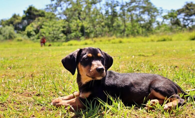 Câmara realiza Audiência Pública para debater a proteção e o bem-estar animal