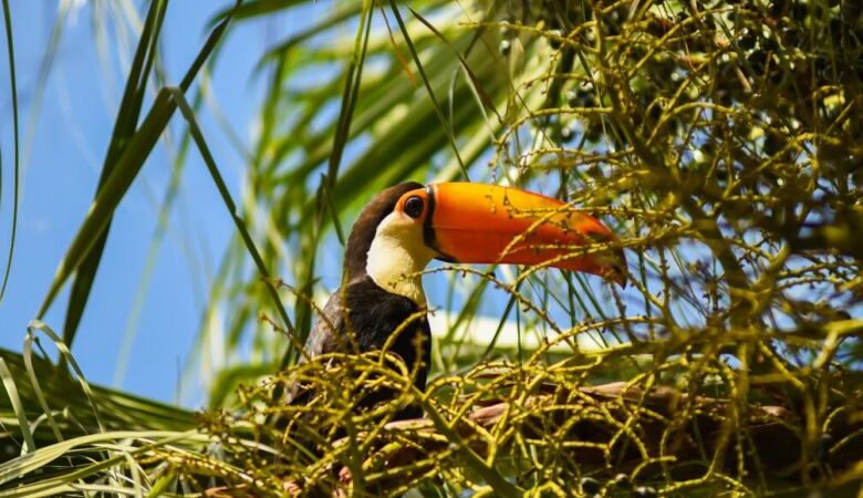 Campo Grande recebe fórum sobre turismo e conservação ambiental