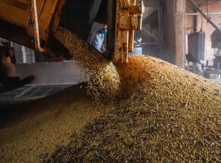 Produção brasileira de grãos deve aumentar apesar do El Niño