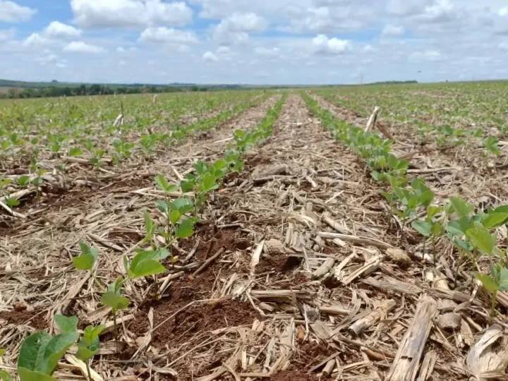 De terra do boi ao ‘ouro verde’, eucalipto, soja e sorgo redesenham Mato Grosso do Sul