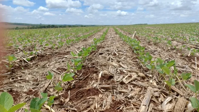 De terra do boi ao ‘ouro verde’, eucalipto, soja e sorgo redesenham Mato Grosso do Sul
