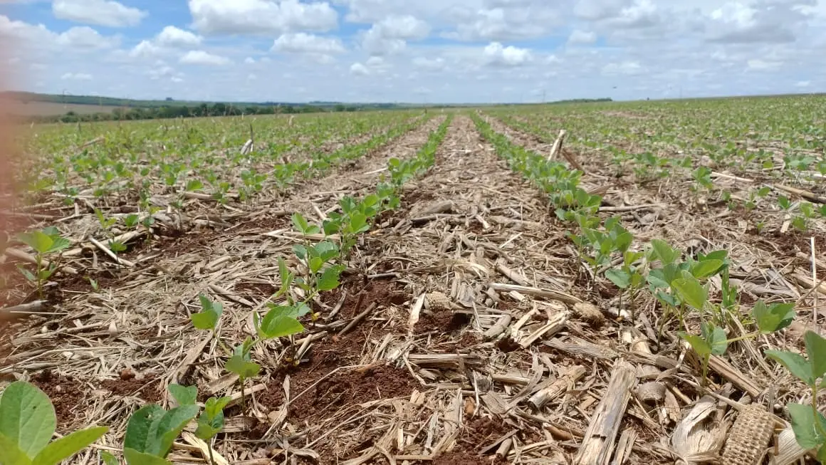 De terra do boi ao ‘ouro verde’, eucalipto, soja e sorgo redesenham Mato Grosso do Sul