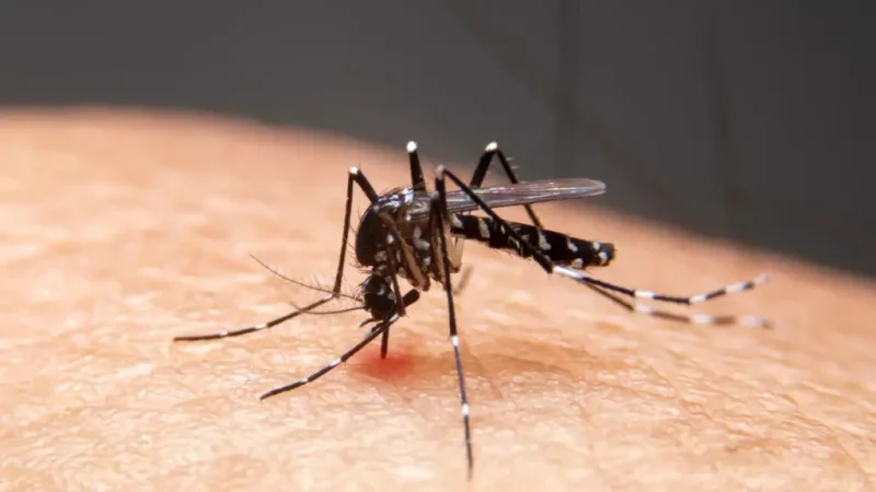 Mudanças climáticas já causam aumento de doenças infecciosas no país