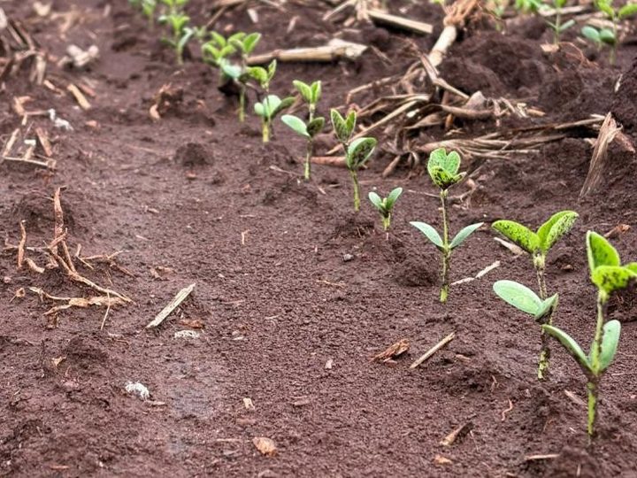 Chuva atrasa avanço do plantio da soja em Mato Grosso do Sul