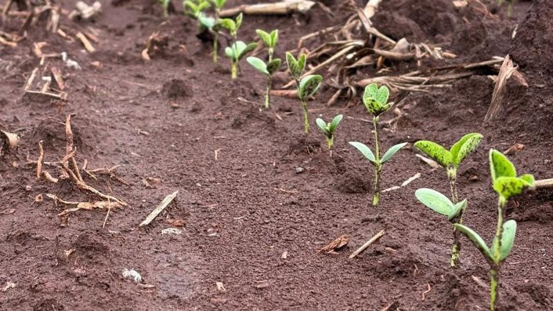 Chuva atrasa avanço do plantio da soja em Mato Grosso do Sul