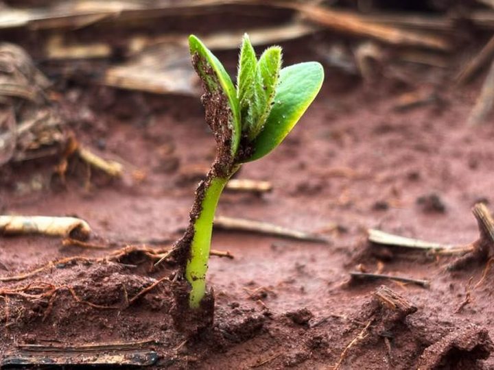 Plantio da soja avança em MS com atenção às condições climáticas