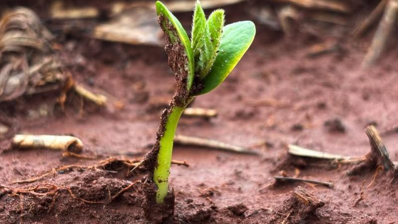 Plantio da soja avança em MS com atenção às condições climáticas